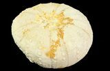 Heterodiadema Fossil Echinoid (Sea Urchin) - Morocco #69837-1